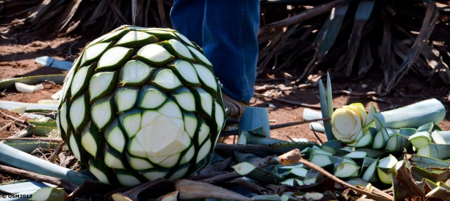 The heart of the agave plant (Photo omarsan via Flickr)