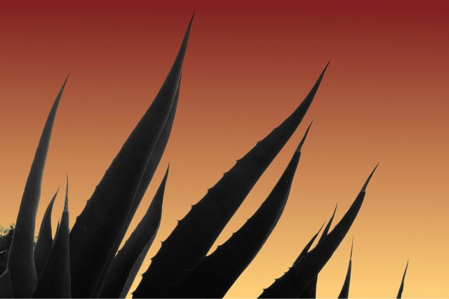 44089039681_b8060d4b21_k